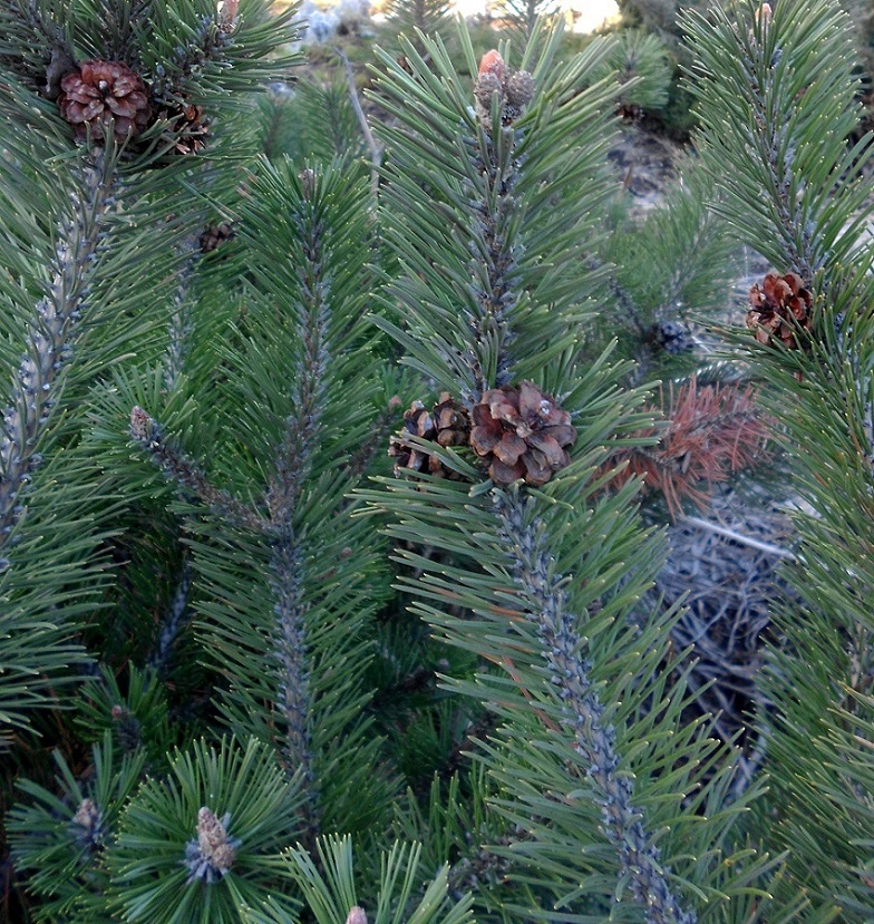 Изображение особи Pinus mugo.