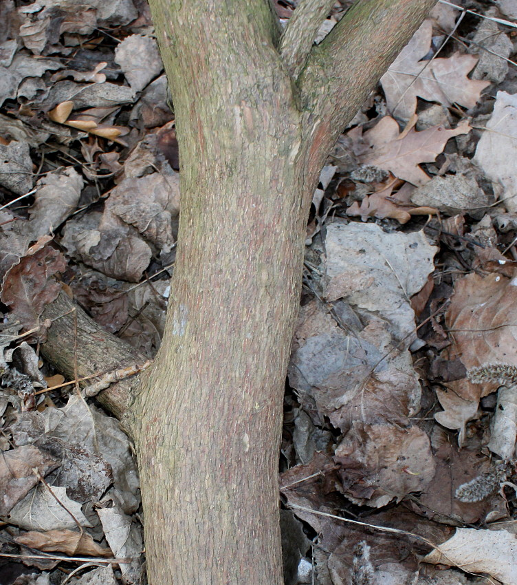 Image of Rhododendron oreodoxa specimen.