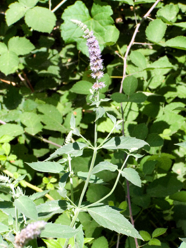 Image of Mentha asiatica specimen.
