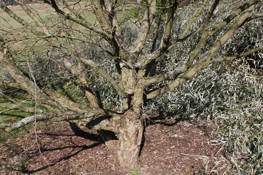 Image of Betula chinensis specimen.