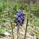 Muscari neglectum. Соцветие и соплодия. Краснодарский край, г. Новороссийск, приморский береговой склон. 06.04.2014.