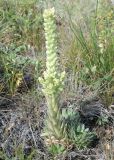 Orostachys spinosa. Растение с развивающимся соцветием. Восточный Казахстан, Уланский р-н, сопки в окр. с. Украинка. 03.08.2012.