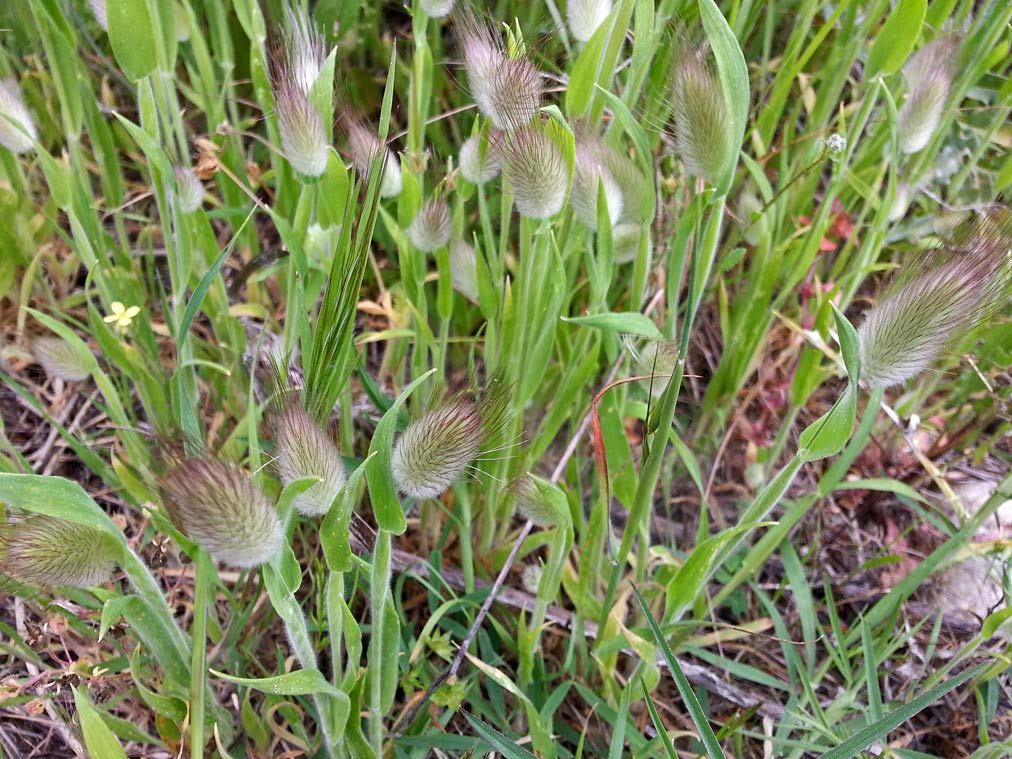 Image of Lagurus ovatus specimen.