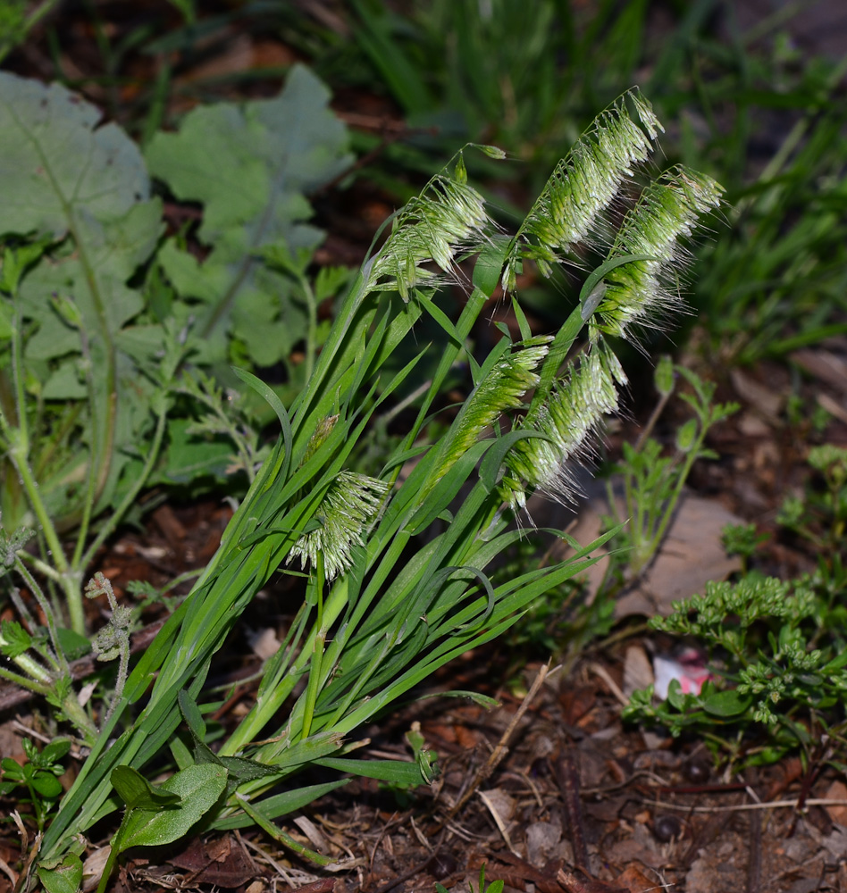 Image of Lamarckia aurea specimen.