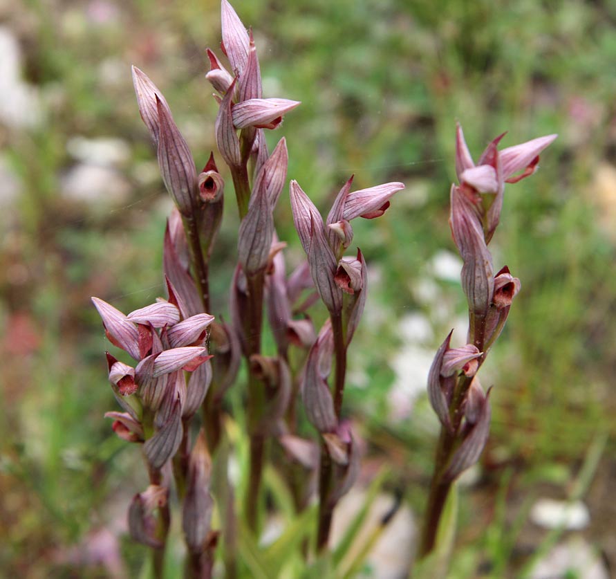 Image of genus Serapias specimen.