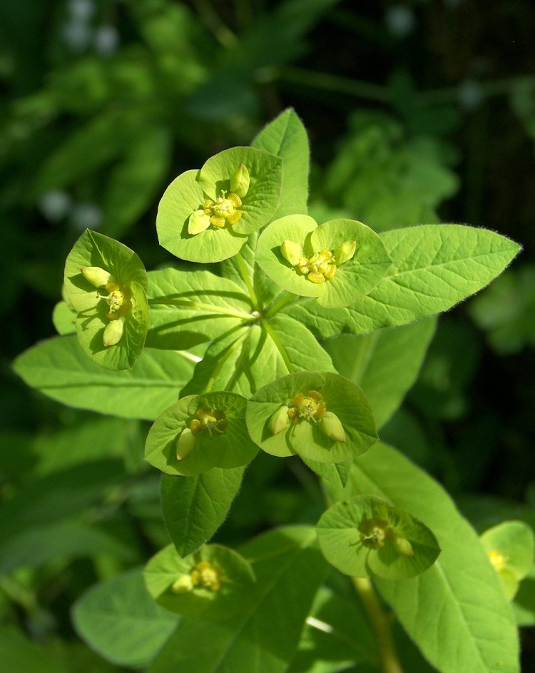 Изображение особи Euphorbia squamosa.