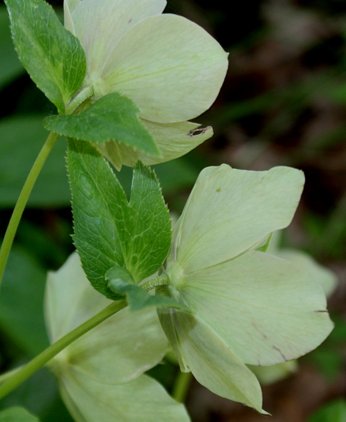 Изображение особи Helleborus dumetorum.