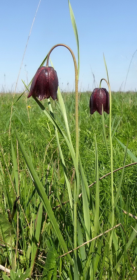 Image of Fritillaria meleagroides specimen.