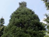 Sequoiadendron giganteum. Верхняя часть кроны. Германия, г. Дюссельдорф, Ботанический сад университета. 04.05.2014.