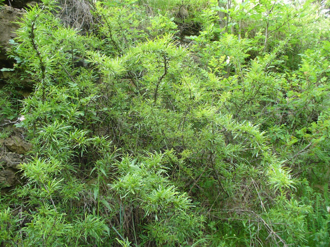 Image of Rhamnus erythroxyloides specimen.