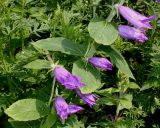 Campanula latifolia