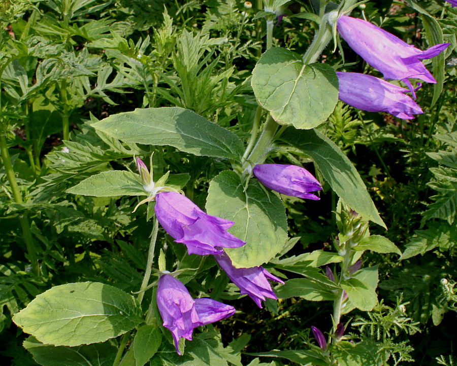 Изображение особи Campanula latifolia.