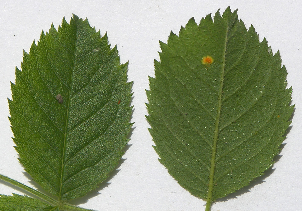 Image of Rosa balsamica specimen.