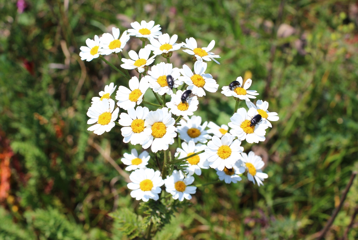 Изображение особи Pyrethrum corymbosum.