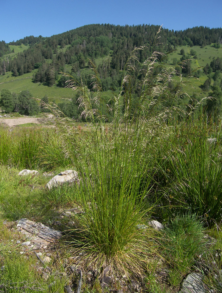 Image of genus Deschampsia specimen.