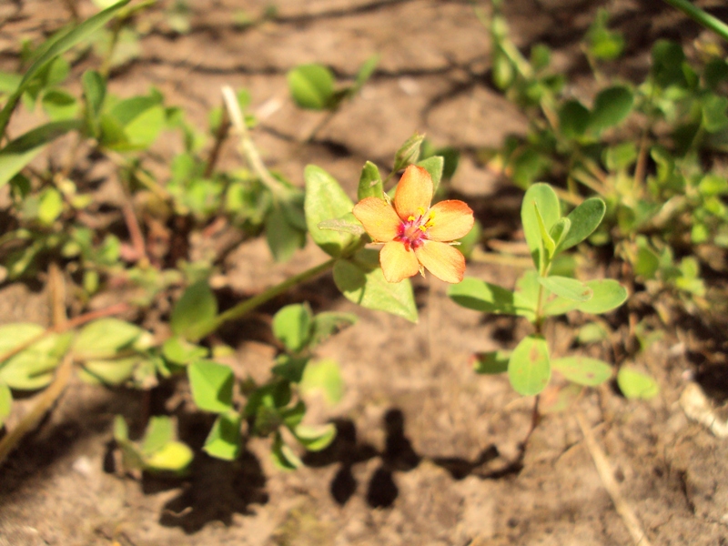 Image of Anagallis arvensis specimen.
