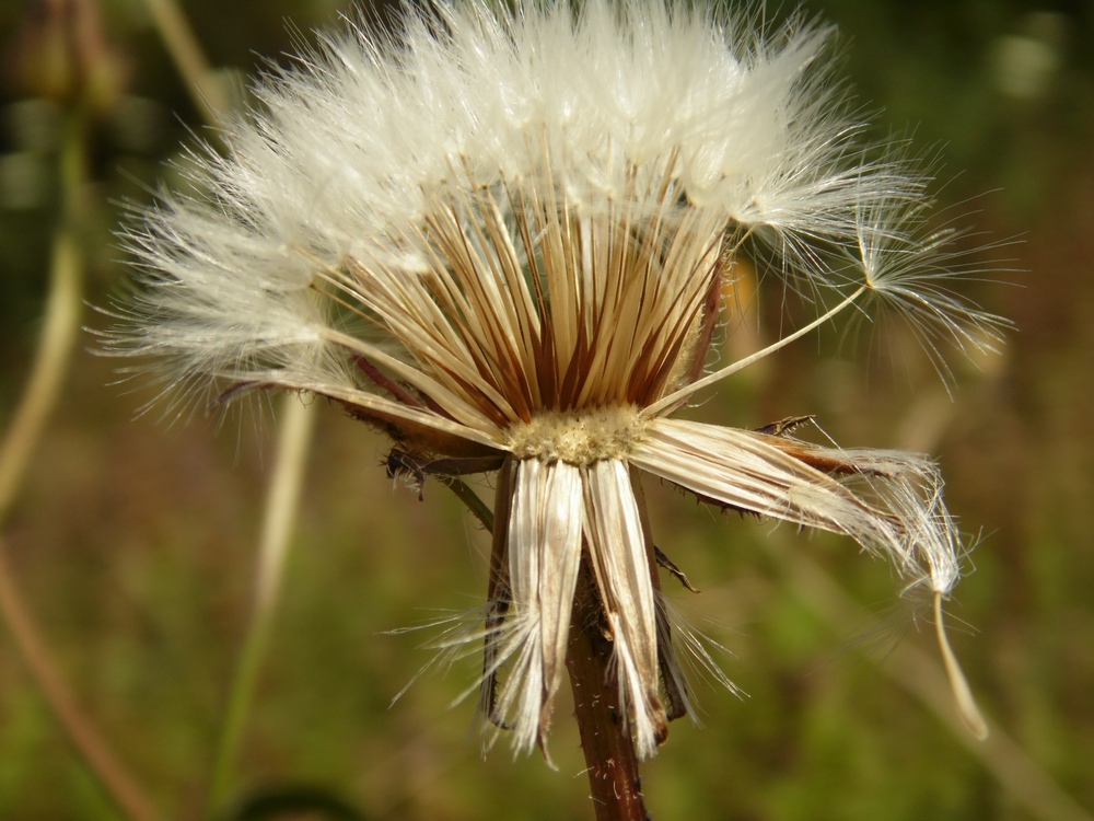 Image of Crepis rhoeadifolia specimen.