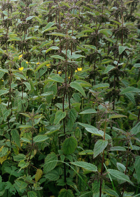 Image of Urtica dioica specimen.