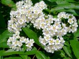 Sorbus sambucifolia