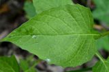 Lapsana intermedia