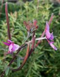Chamaenerion fleischeri