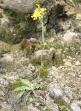 семейство Asteraceae