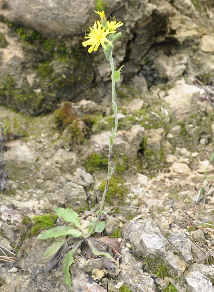 Image of familia Asteraceae specimen.