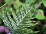 Phegopteris connectilis. Верхушка вайи с сорусами (вид снизу). Республика Коми, Печоро-Илычский заповедник, долина реки Ыджыд-Ляга. 18.08.2014.