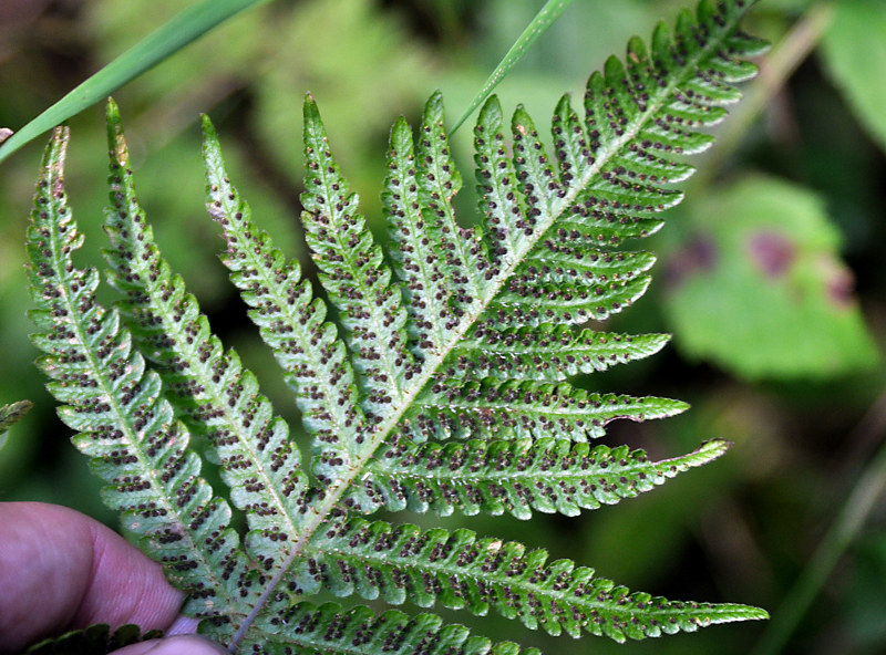 Изображение особи Phegopteris connectilis.