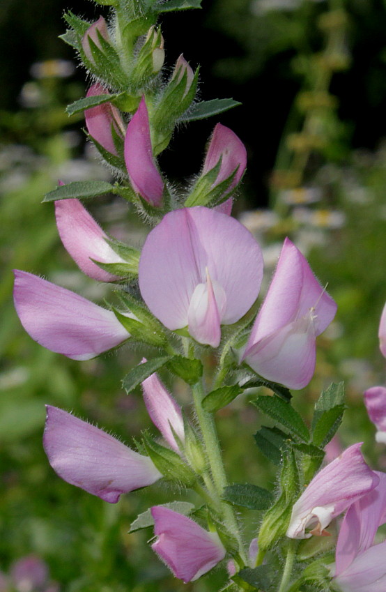 Изображение особи Ononis arvensis ssp. spinescens.