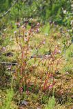 Epilobium hornemannii. Цветущие растения на влажной сфагновой мочажине в понижении ландшафта. Мурманская обл., окр. г. Мурманска, лишайниково-кустарничковая тундра. 13.07.2014.