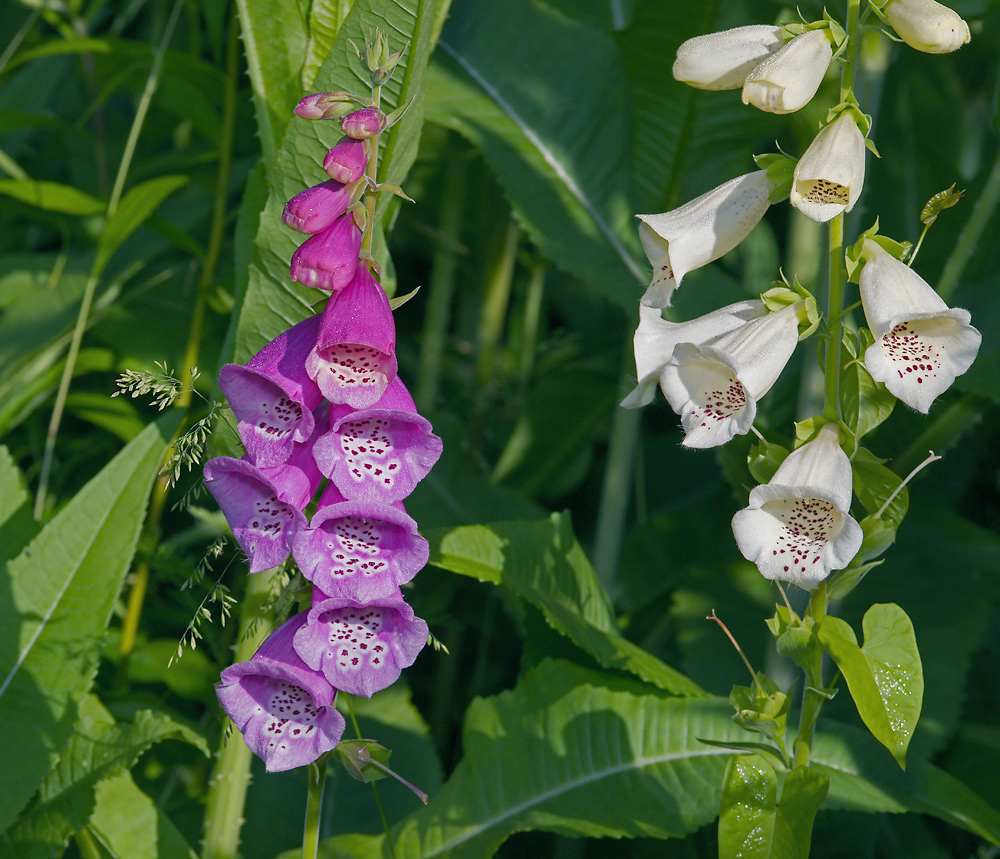 Изображение особи Digitalis purpurea.