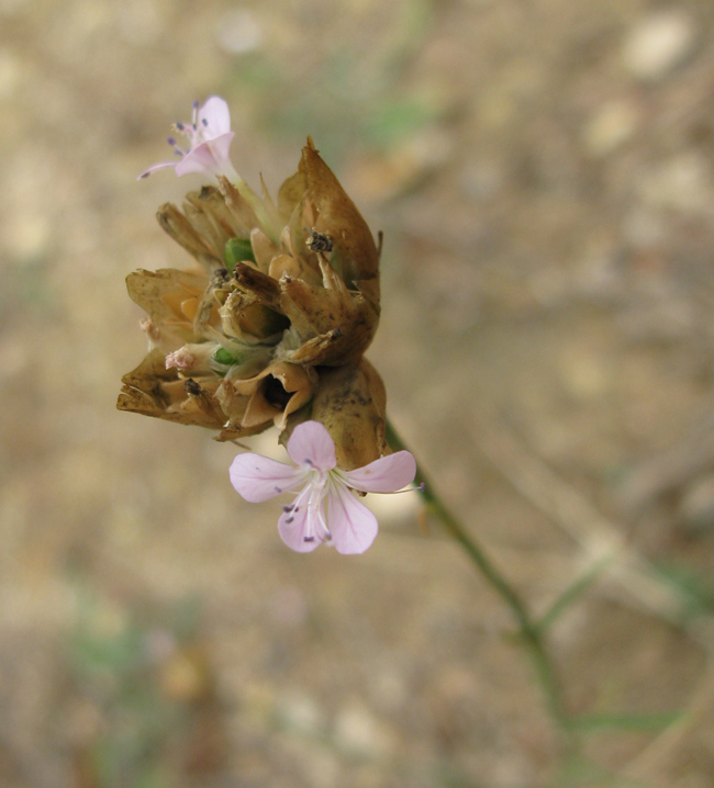 Image of Petrorhagia prolifera specimen.