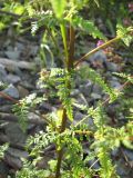 Pedicularis karoi. Средняя часть растения с боковыми побегами. Томская обл., окр. г. Томск, берег озера. 08.08.2009.