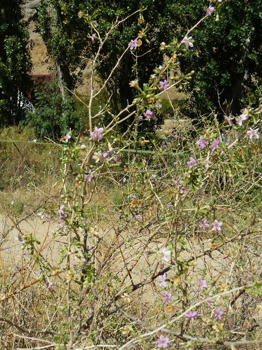 Image of Lycium barbarum specimen.