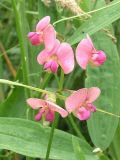 Lathyrus sylvestris