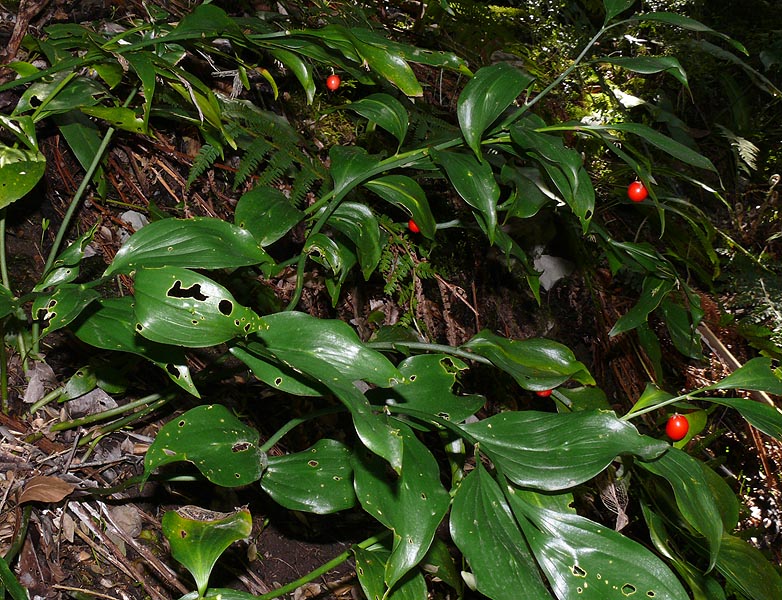 Image of Ruscus colchicus specimen.