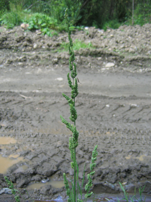 Image of Beckmannia syzigachne specimen.