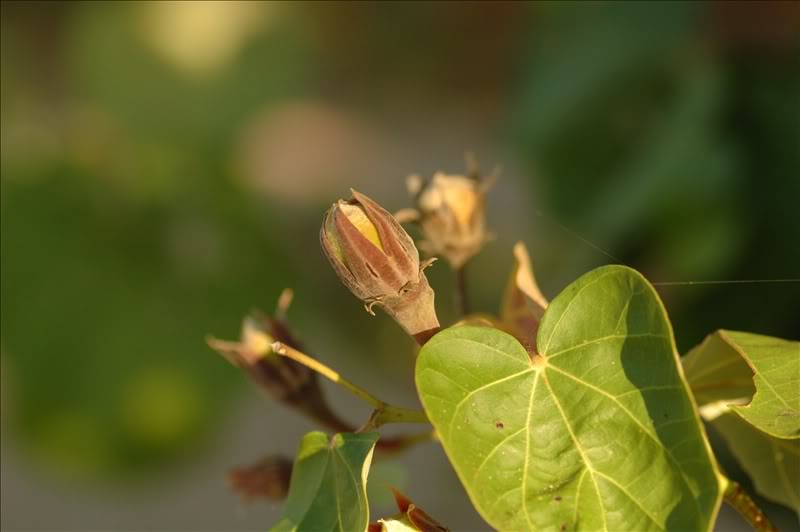 Image of Hibiscus tiliaceus specimen.