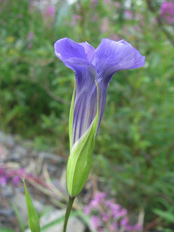 Image of Gentianopsis barbata specimen.