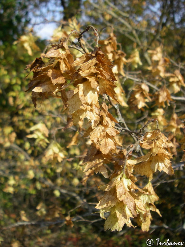 Изображение особи Carpinus orientalis.