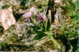 Aster sibiricus