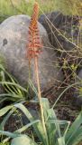Eremurus cristatus