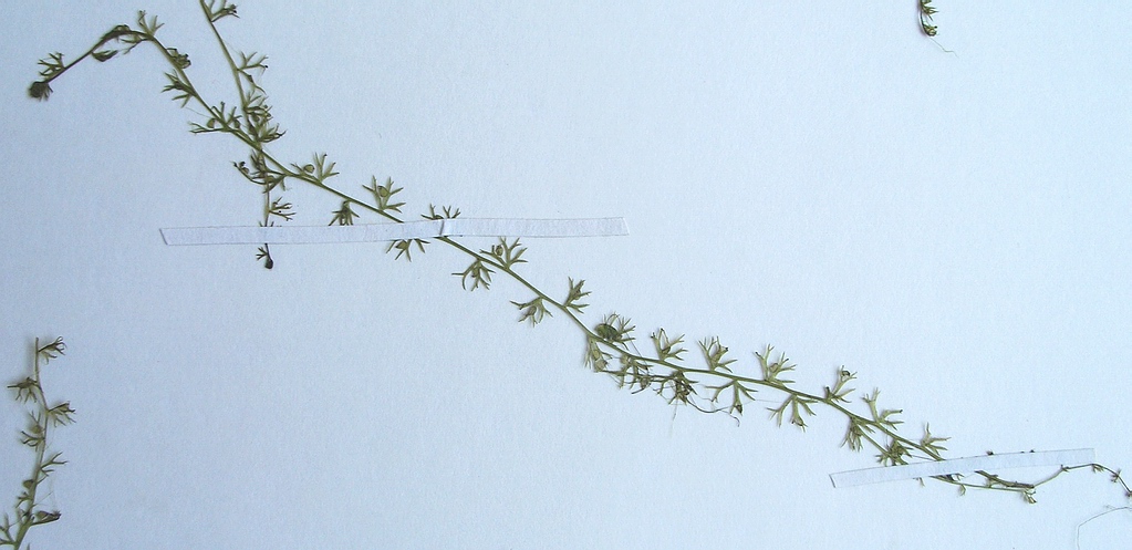 Image of Utricularia minor specimen.