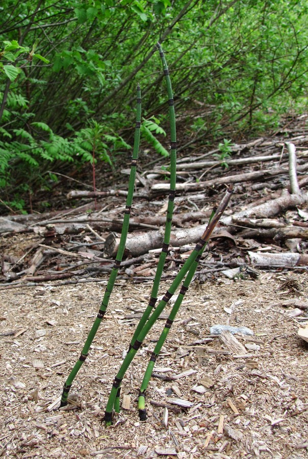 Изображение особи Equisetum hyemale.