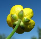 Ranunculus acris