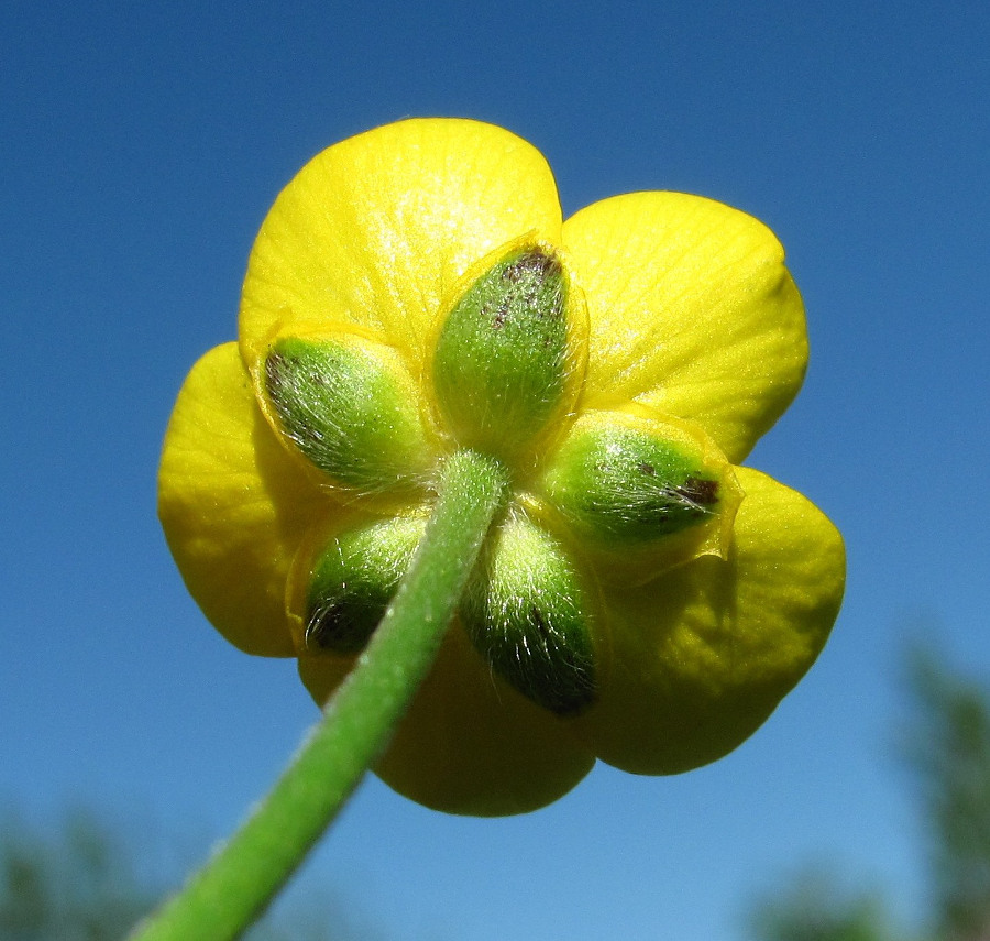 Изображение особи Ranunculus acris.