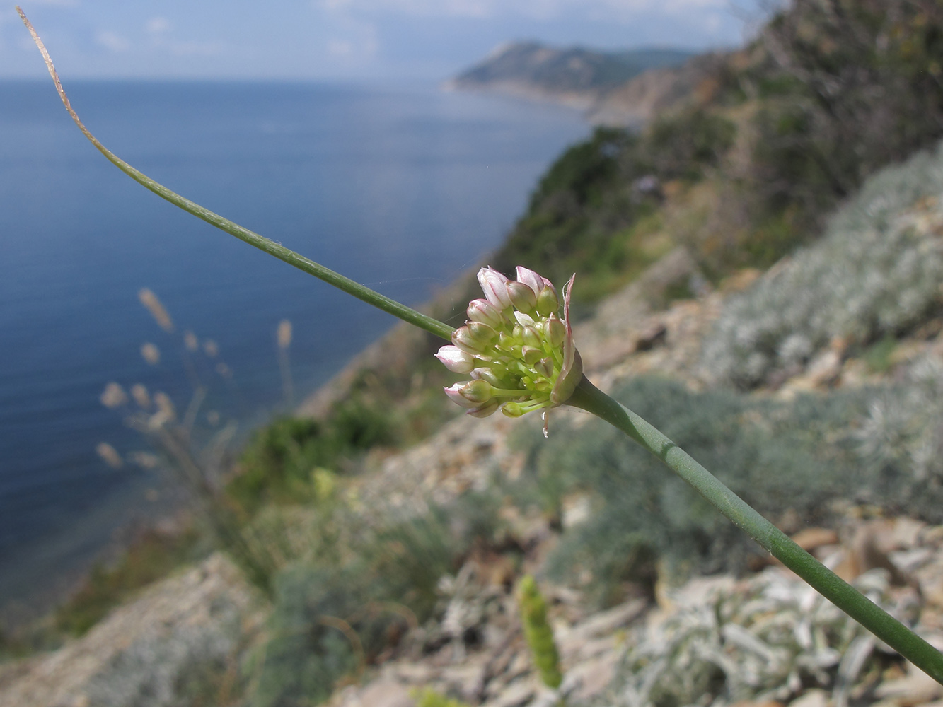 Изображение особи Allium psebaicum.