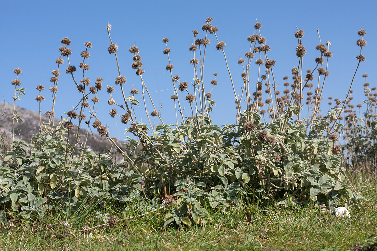 Image of genus Marrubium specimen.