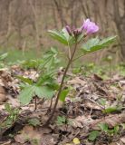 Cardamine quinquefolia. Цветущее растение. Краснодарский край, Новороссийский р-н, гора Рябкова, дубово-грабовый лес. 15.03.2015.